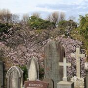 横浜外国人墓地内にも結構桜が咲いています