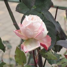 レディ ラック（アメリカ）