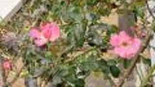 えっ!?　1月なのにバラが咲いている!