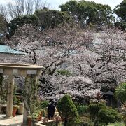 港の見える丘公園にも結構桜が咲いています