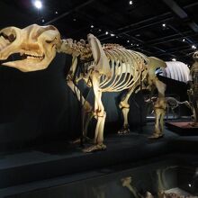 恐竜の骨格展示もすっきりとモダンになっていました