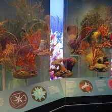 海洋生物展示もアート・オブジェのよう。