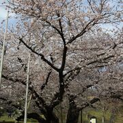 神奈川近代文学館の入口に咲くソメイヨシノ