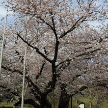 芸亭の桜