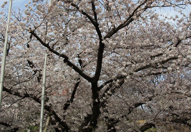 芸亭の桜