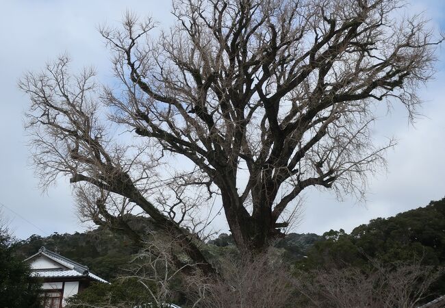 樹齢約1000年の大イチョウ