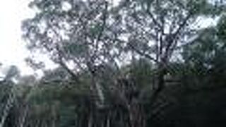 武雄神社の御神木