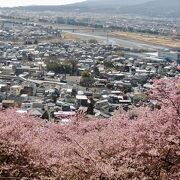 二宮尊徳が松を植えた川