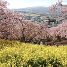 河津桜と菜の花が楽しめた