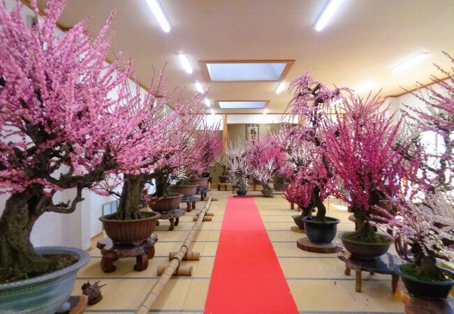 お座敷盆梅 梅花園