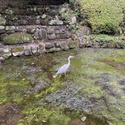 滝の広場で餌を探すアオサギかなにか