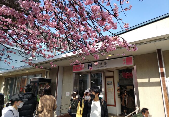 ホームと駅舎内は河津桜まつりで大混雑　