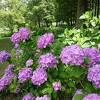 紫陽花の名所