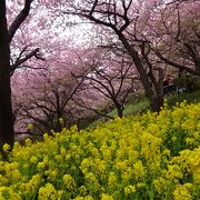 歩いていくことをお勧めします！坂道の両脇には菜の花が咲いていて、桜越しに富士山を見ることができます。