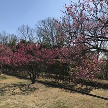 神崎梅園