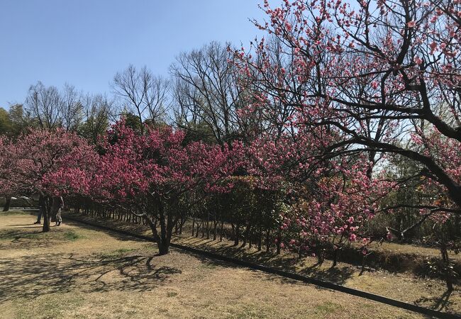 神崎緑地公園の一角が梅林