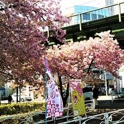 三浦海岸桜まつり;３年振りに開催