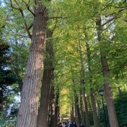 住宅地の日本庭園