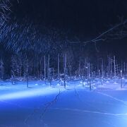 冬の青い池は白い雪原　でも美瑛町観光協会の努力でライトアップされ青かった