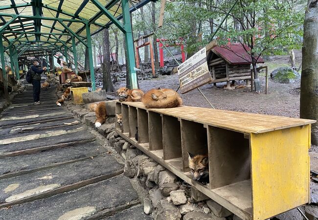 宮城蔵王キツネ村