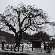 雪景色のサクラの木