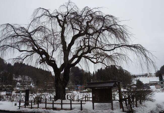 雪景色のサクラの木