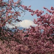 河津桜と富士山のコラボが楽しめる「おおいゆめの里」へは路線バスで坂道も苦にならず