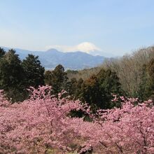 河津桜と富士山のコラボ