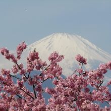 河津桜と富士山のコラボ