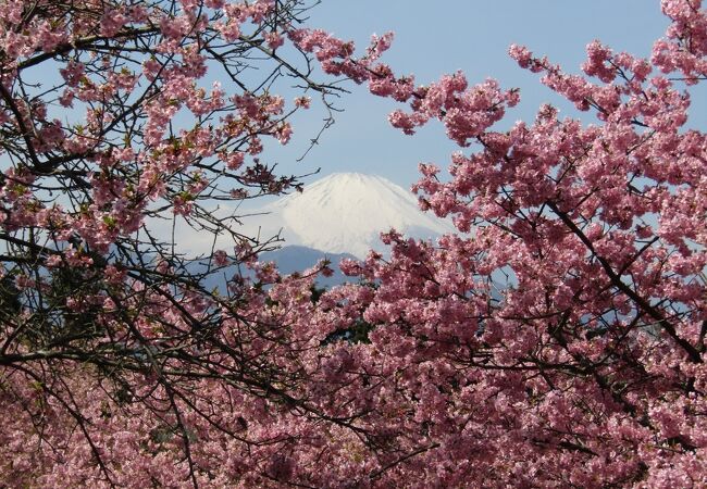 河津桜と富士山のコラボが楽しめる「おおいゆめの里」へは路線バスで坂道も苦にならず