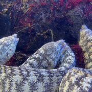 大人気の水族館