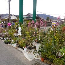 植木のお店