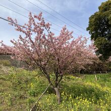 桜祭り