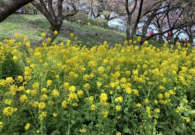 桜と菜の花の競演