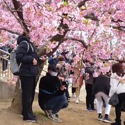 都心から近い桜と菜の花の名所です。