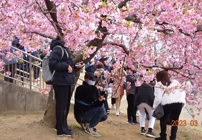 都心から近い桜と菜の花の名所です。