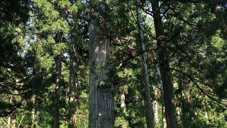周りと比べてもケタ違いに大きくて太い：羽黒山の爺スギ