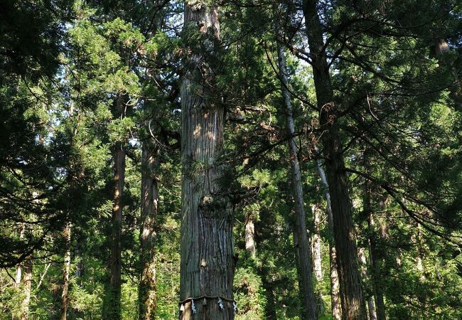 周りと比べてもケタ違いに大きくて太い：羽黒山の爺スギ