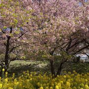 河津桜がきれい