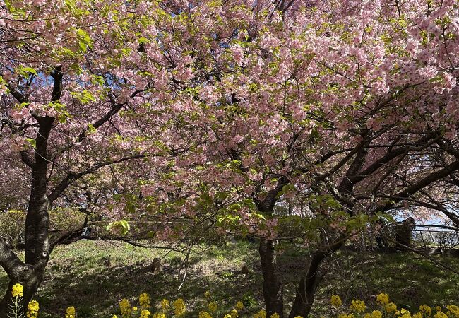 河津桜がきれい