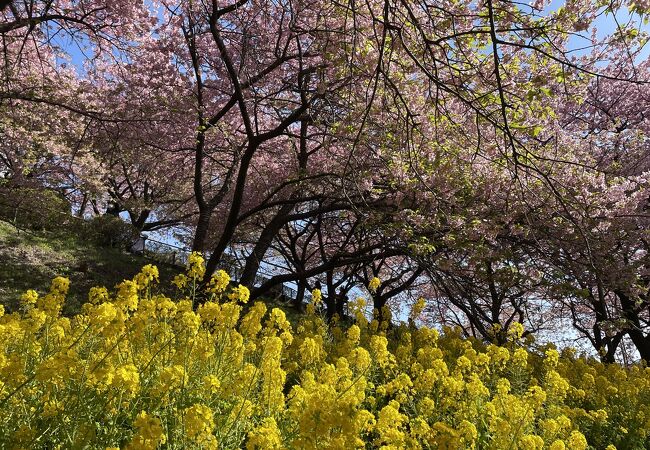 河津桜