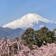 お花がたくさん