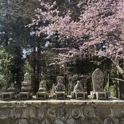 桜の咲く公園