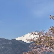 河津桜がきれい