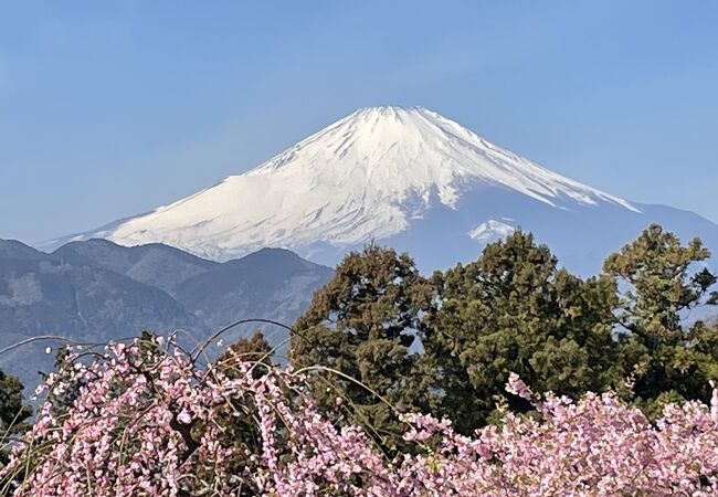 お花がたくさん