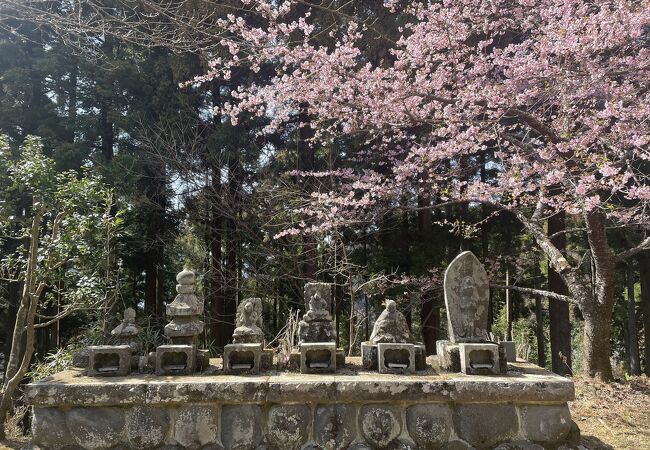 桜の咲く公園