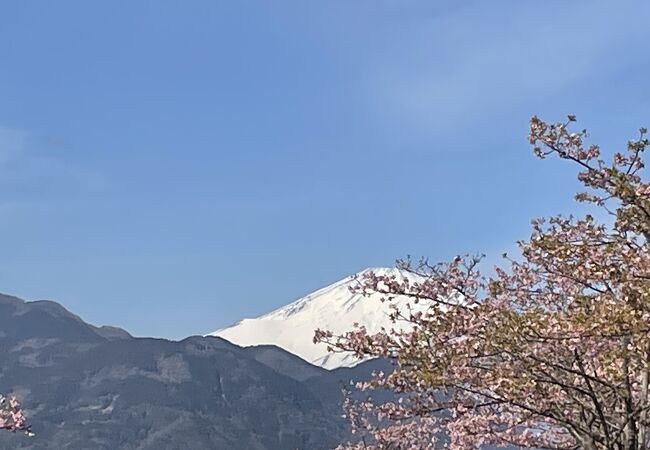 河津桜がきれい