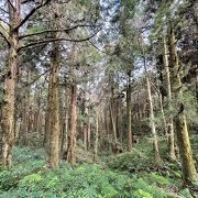 阿里山森林遊楽区