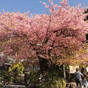 河津桜見頃の原木