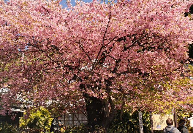 河津桜見頃の原木